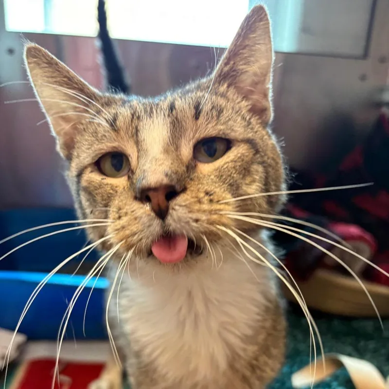Sir Pounce thumbnail 3