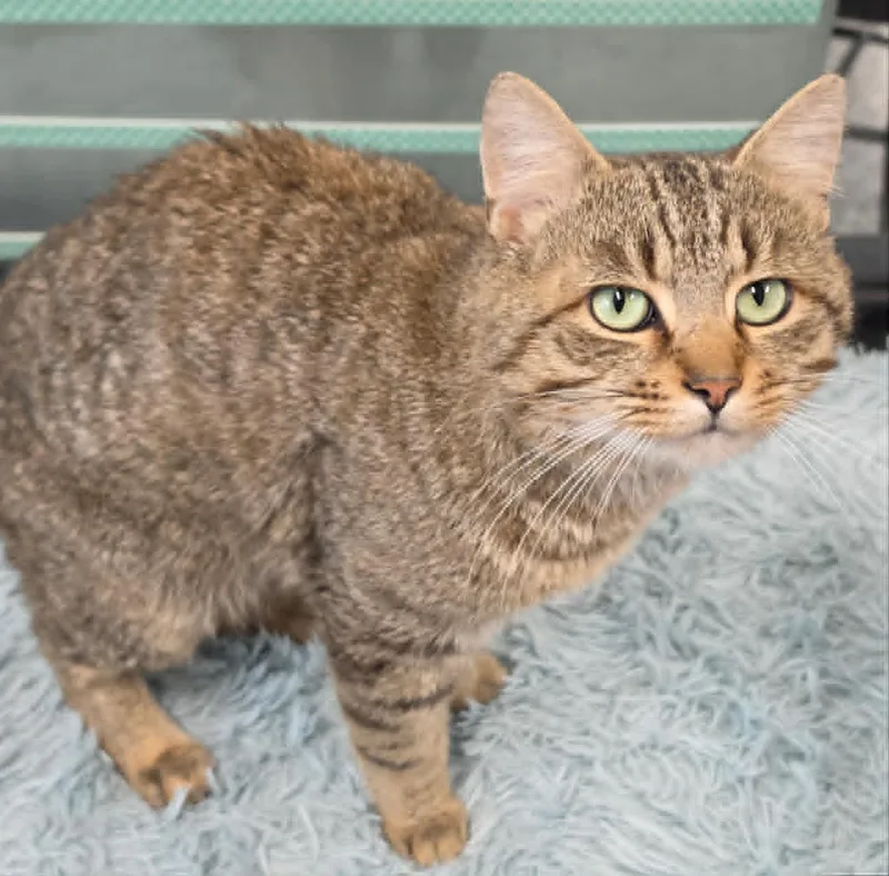 An adult medium-sized male Tabby (Brown / Chocolate) Domestic Short Hair cat named Spencer for adoption in Cortland, OH