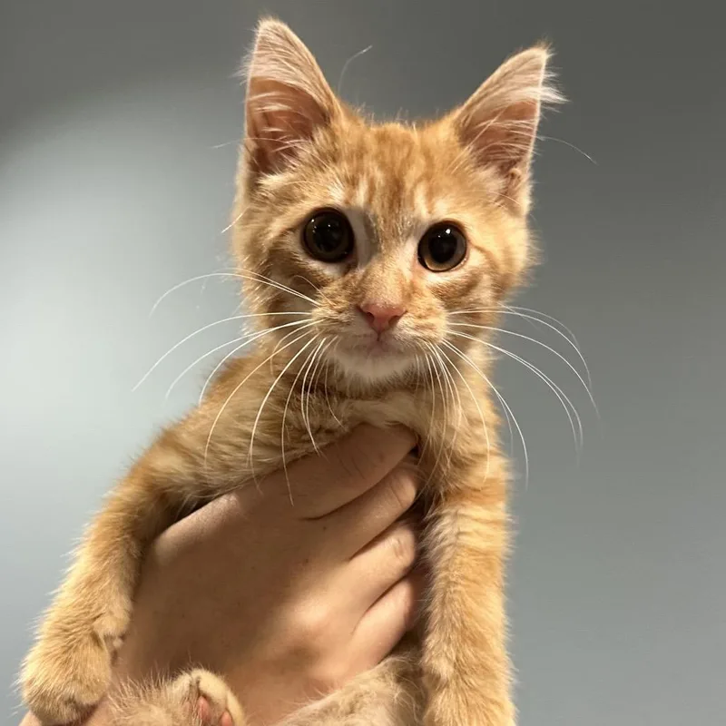 A baby small-sized male Orange / Red Domestic Medium Hair cat named Cheddar for adoption in Chattanooga, TN