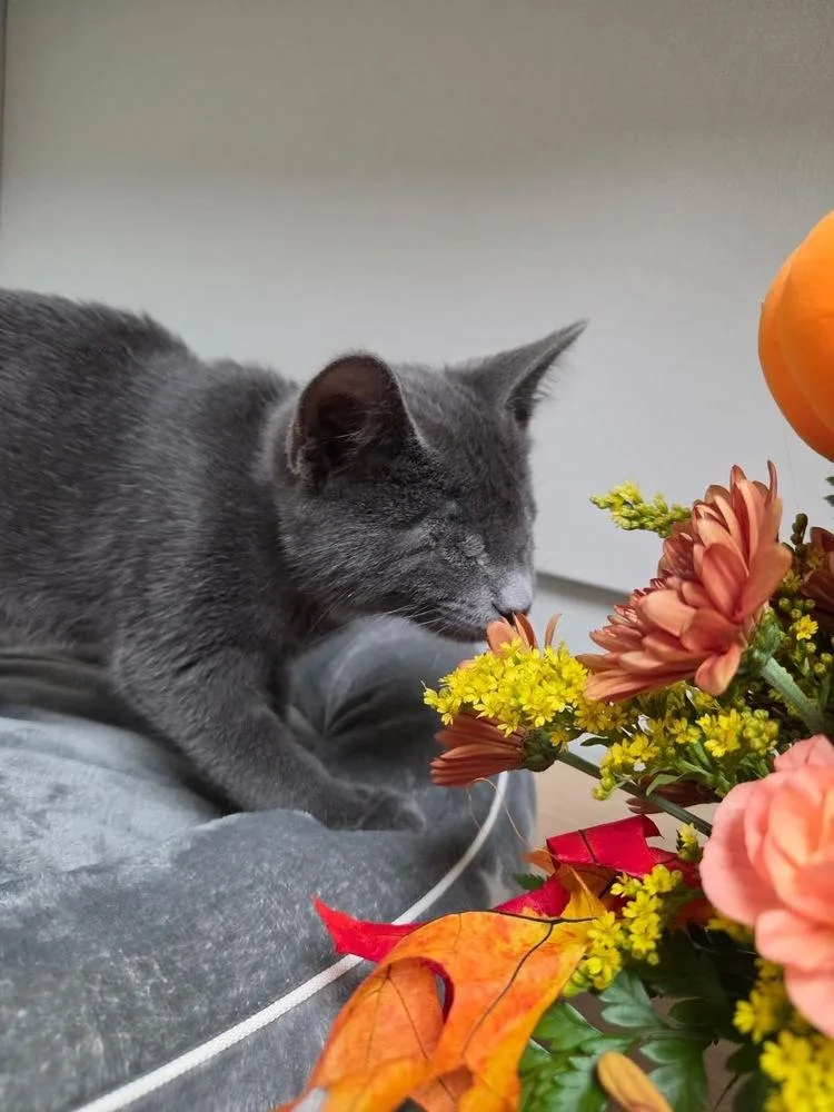 A baby medium-sized male Gray / Blue / Silver Russian Blue cat named Radar for adoption in St. Petersburg, FL