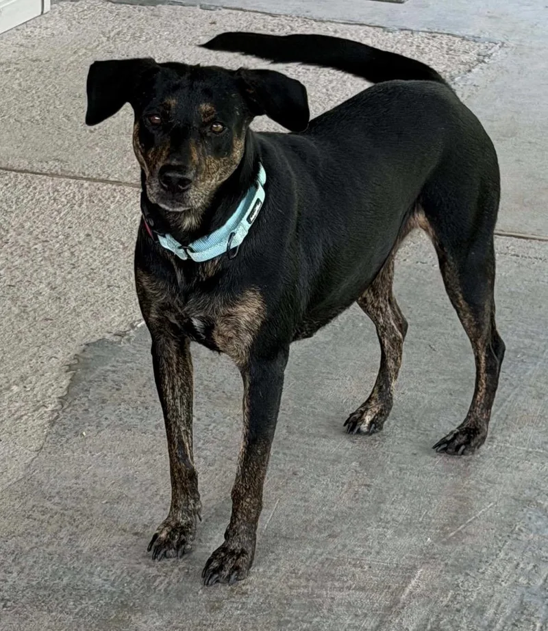 An adult medium-sized female Labrador Retriever dog named Jessica The Sweetie Pie for adoption in Houston, TX