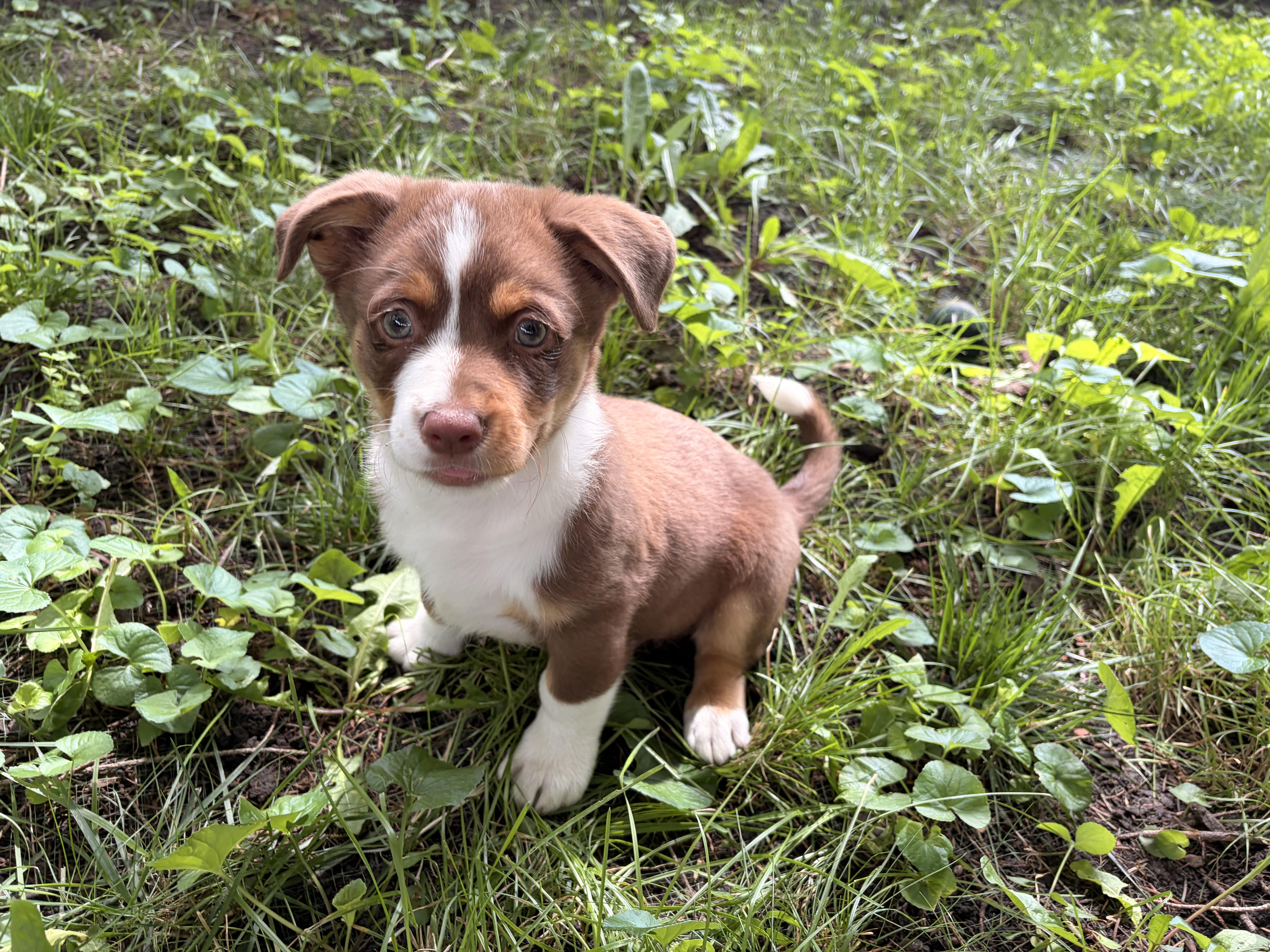 A baby small-sized male Corgi dog named Spud for adoption in Byron, IL