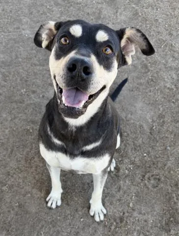 Naila Urgent