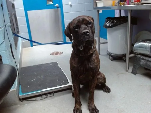 A young medium-sized male Cane Corso dog named Alphonso for adoption in Albuquerque, NM