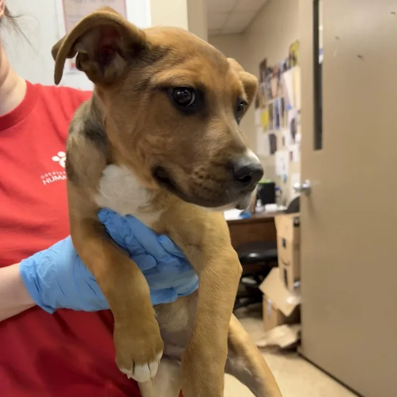 A baby small-sized male Brown / Chocolate Hound dog named Casper for adoption in Birmingham, AL