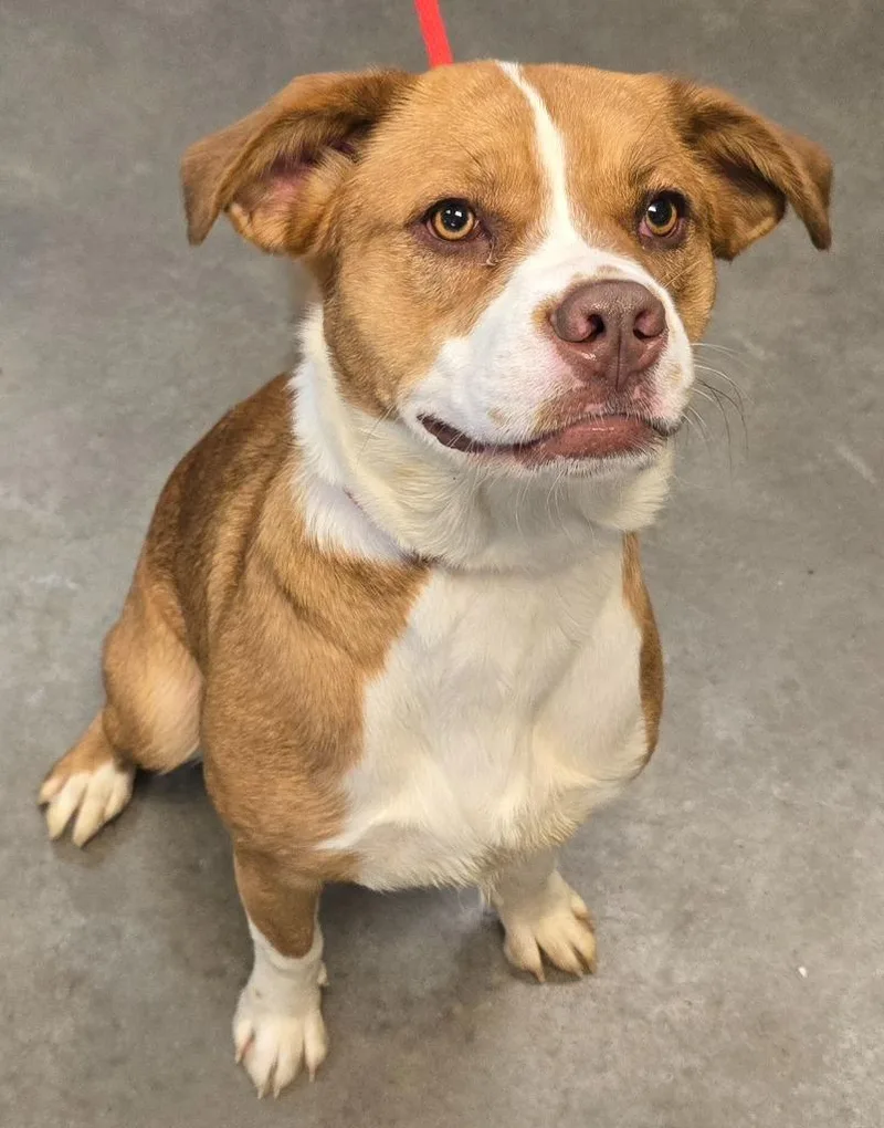 A baby medium-sized female Mixed Breed dog named Honey for adoption in Murphysboro, IL