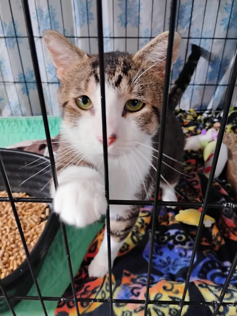 Fireman Sam thumbnail 2