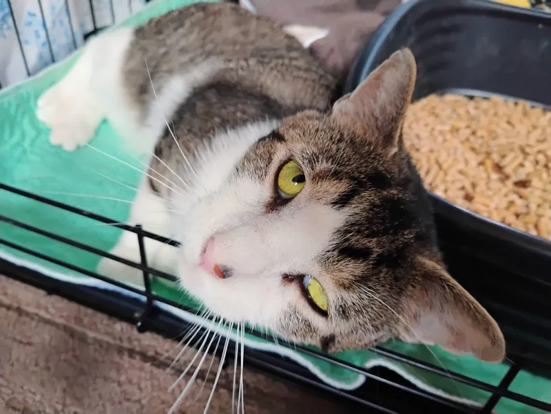 Fireman Sam thumbnail 3