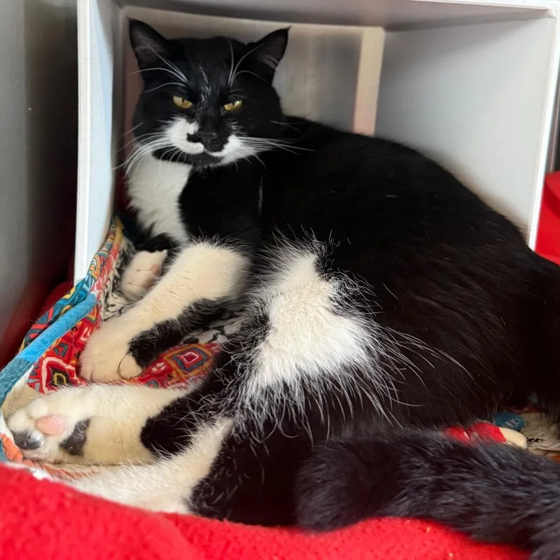 Mo Linman thumbnail 2