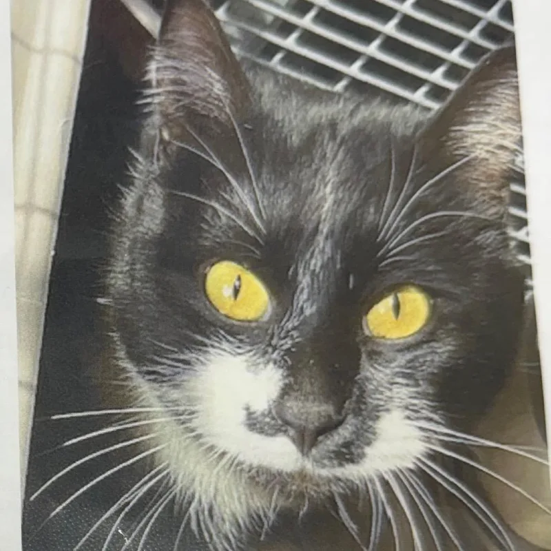 Mo Linman thumbnail 3