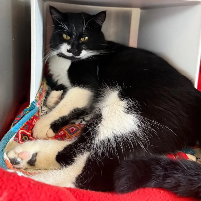 Mo Linman thumbnail 4