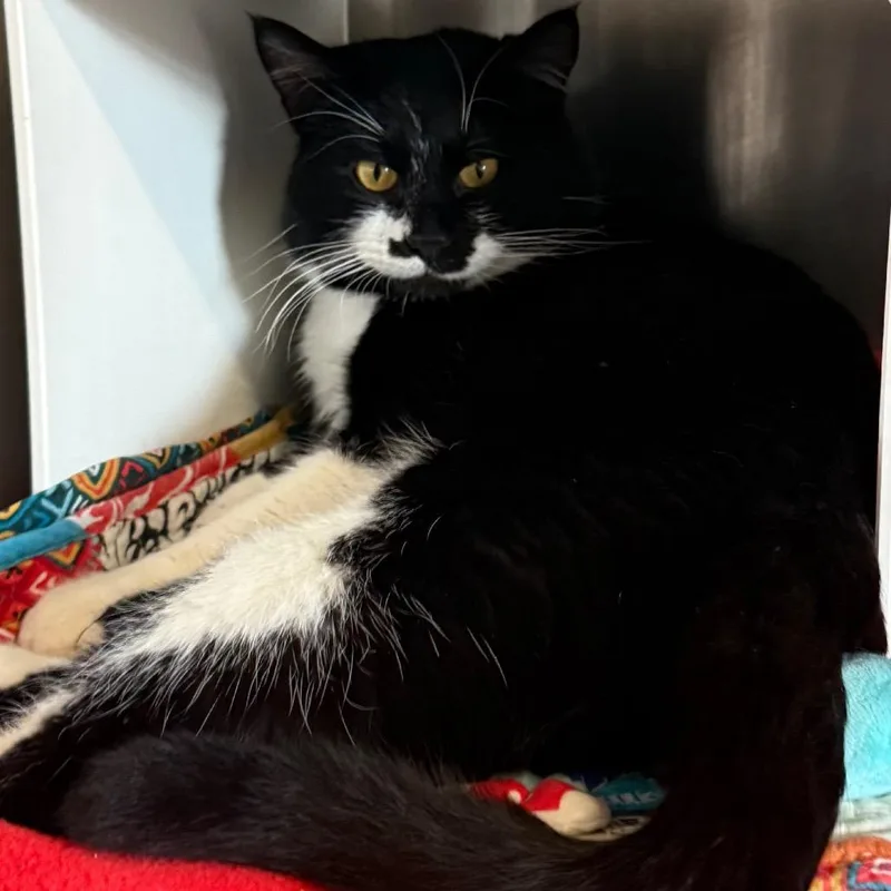 Mo Linman thumbnail 5