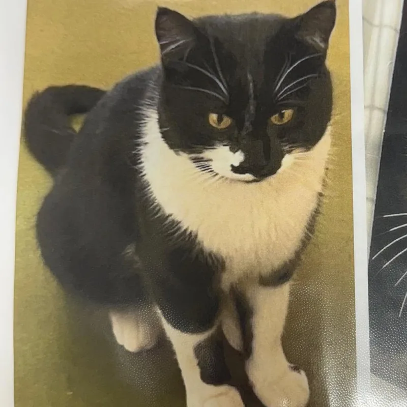 Mo Linman thumbnail 6