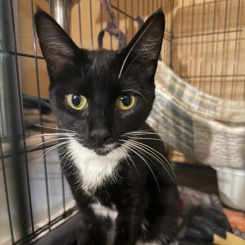 An adult medium-sized female Black Domestic Short Hair cat named Kimmie for adoption in North Myrtle Beach, SC