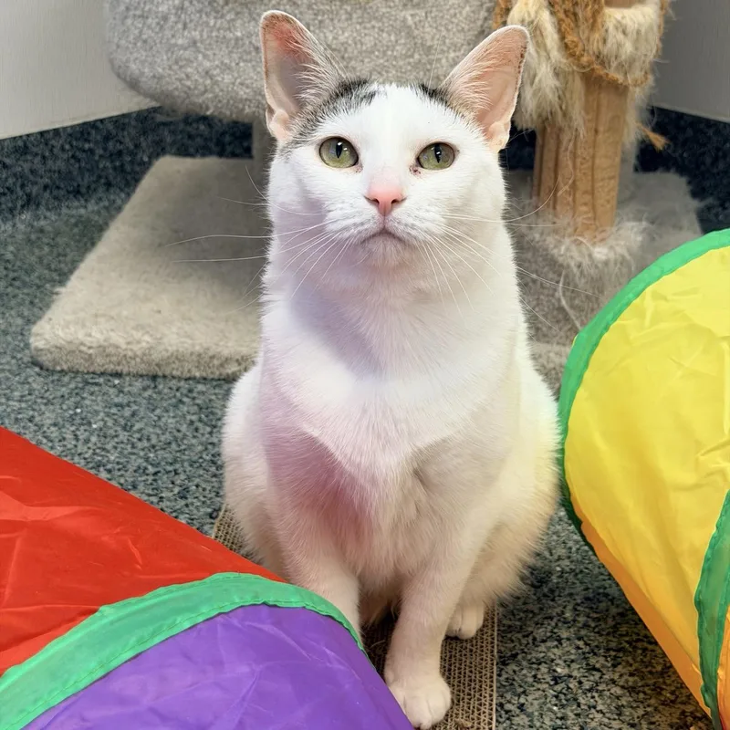 An adult medium-sized female White Domestic Short Hair cat named Lola for adoption in Fishers, IN