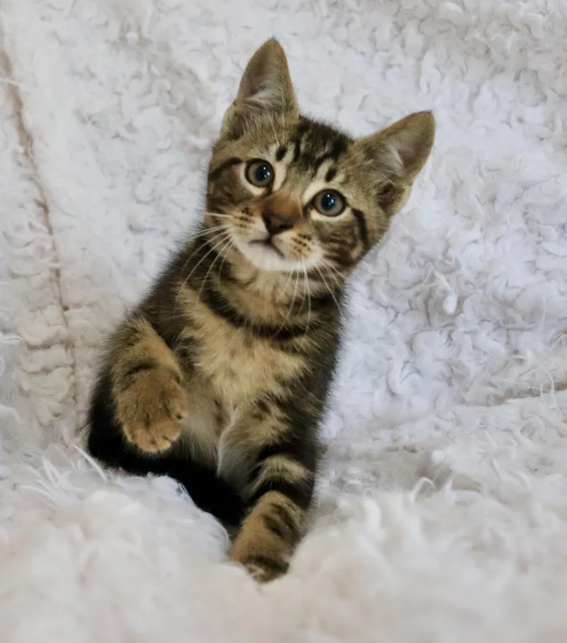 Mango Mango thumbnail 2