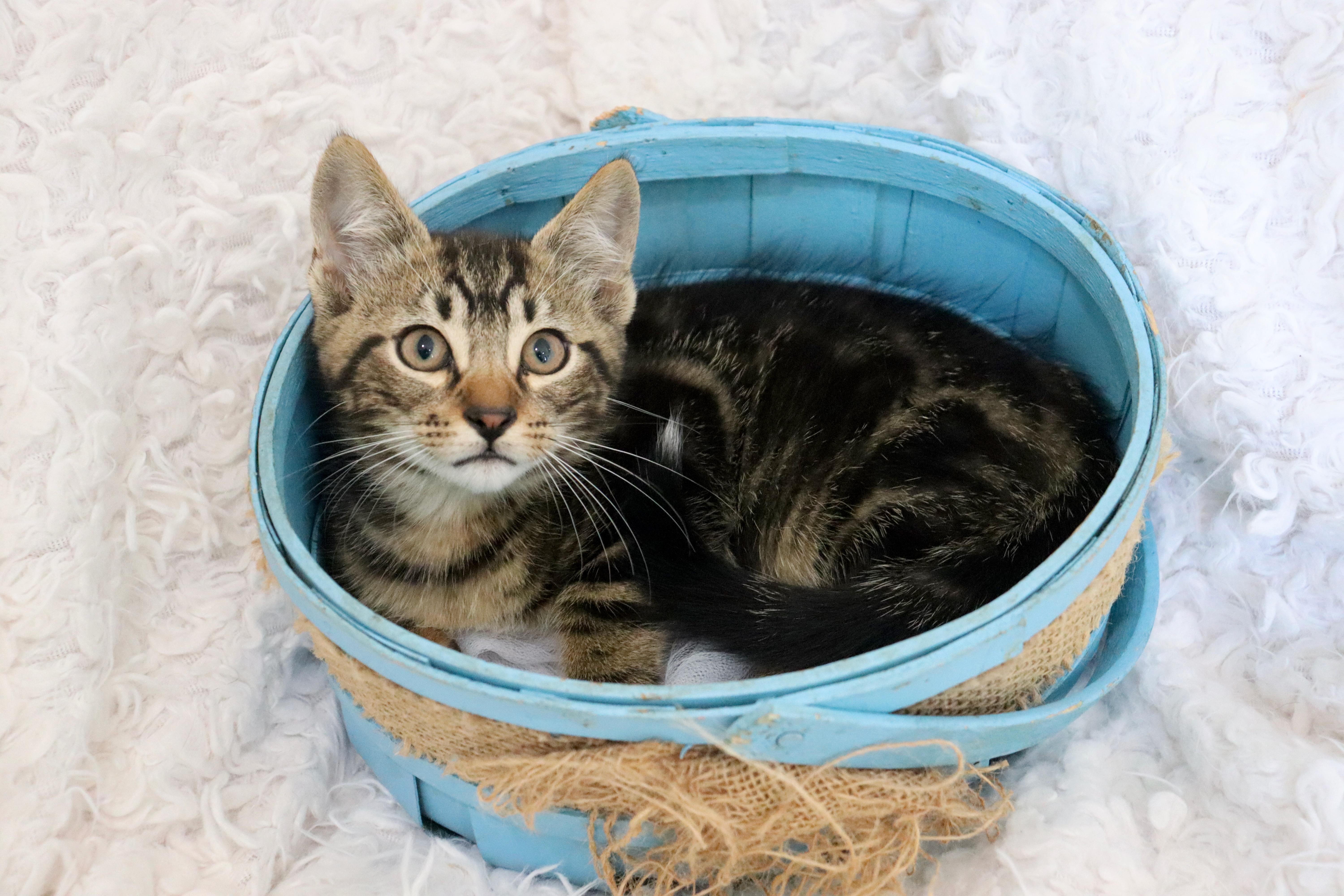 Mango Mango thumbnail 3