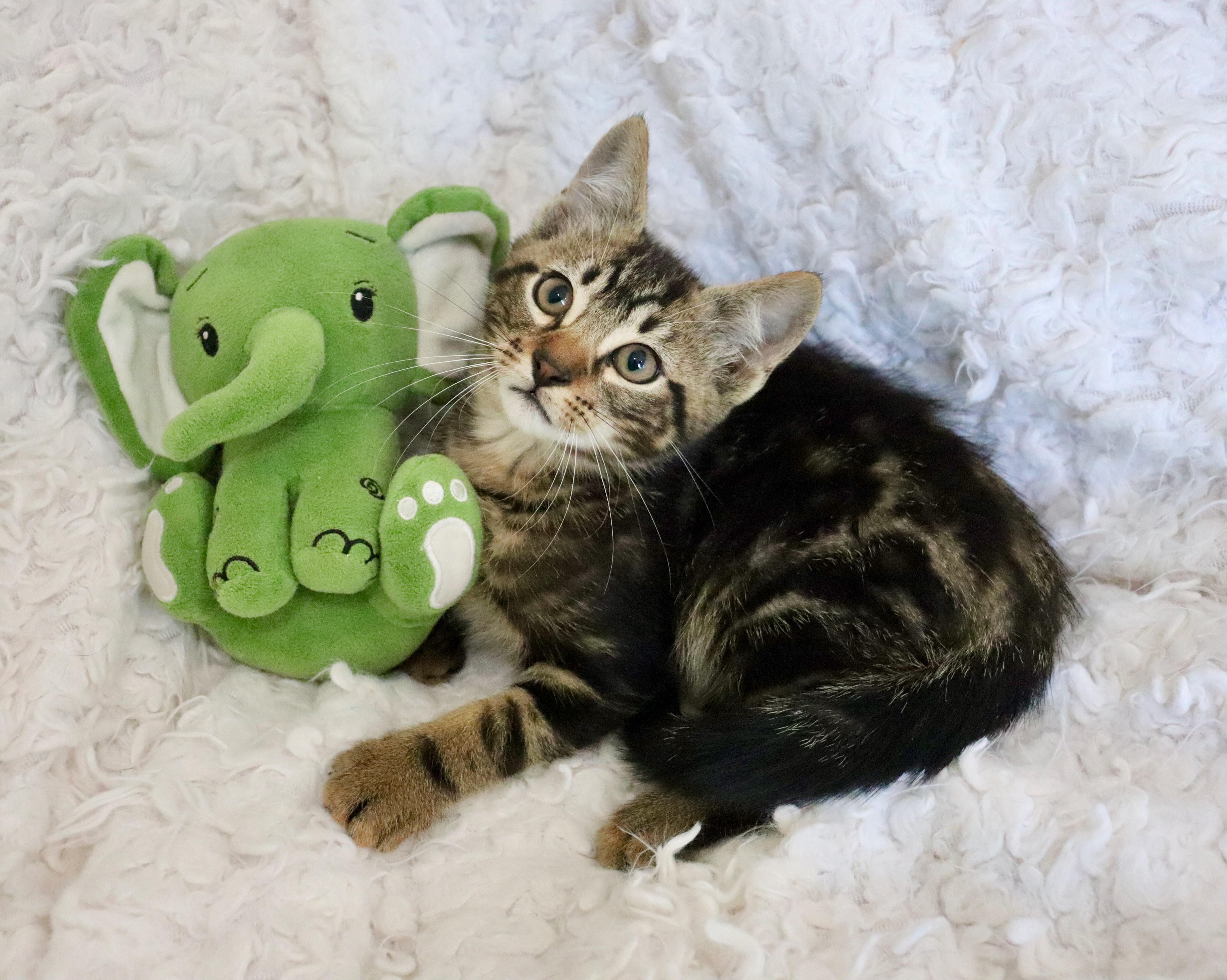 A baby medium-sized male Tabby (Brown / Chocolate) Tabby cat named Mango Mango for adoption in Saint Augustine, FL