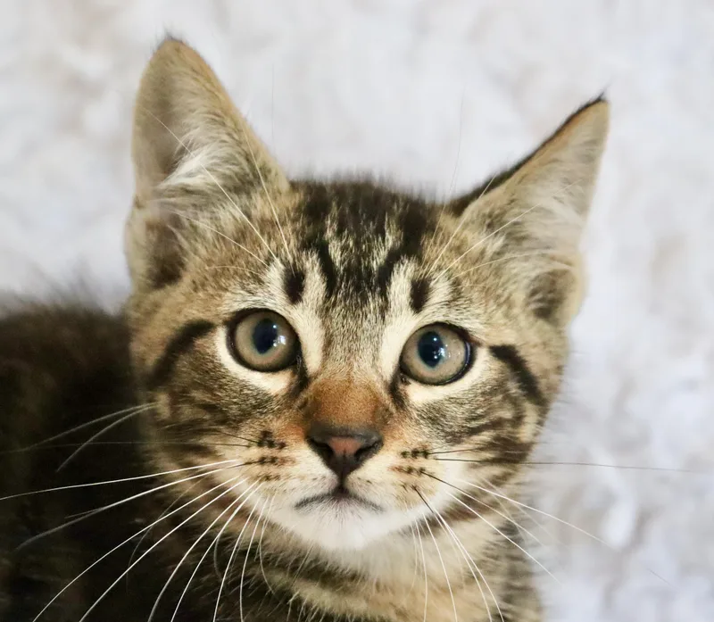 Mango Mango thumbnail 4