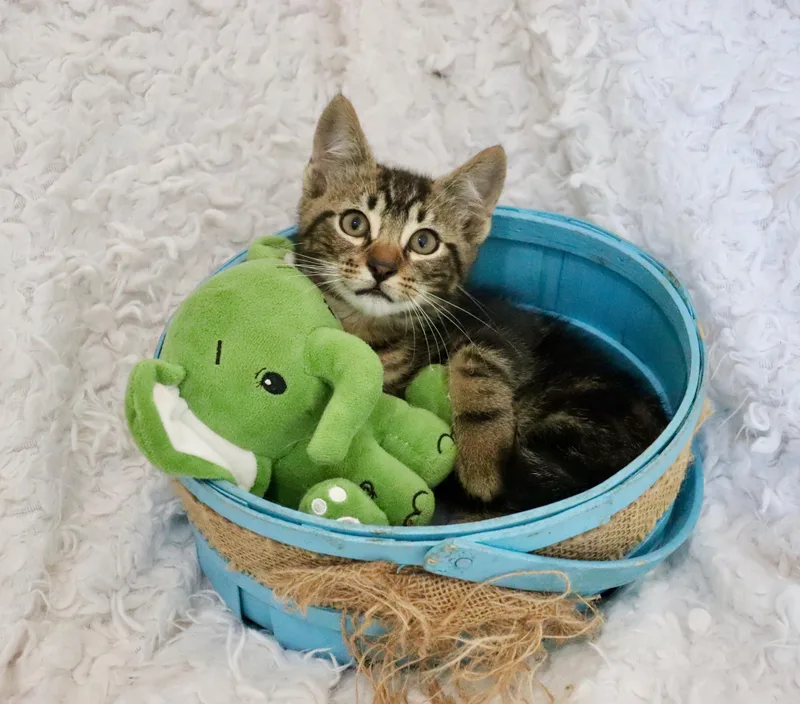 Mango Mango thumbnail 5