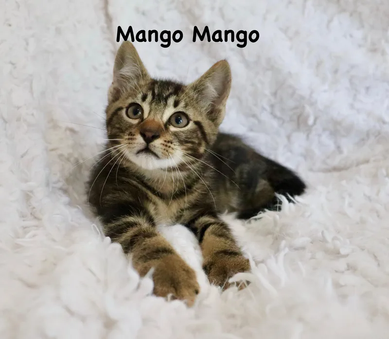 Mango Mango thumbnail 6