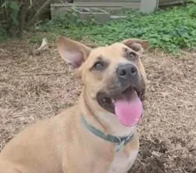 An adult large-sized female Yellow / Tan / Blond / Fawn Mixed Breed dog named Zoey for adoption in Alexandria, VA
