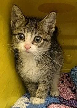 A baby small-sized female Domestic Medium Hair cat named CA Ginny for adoption in Glen Allen, VA