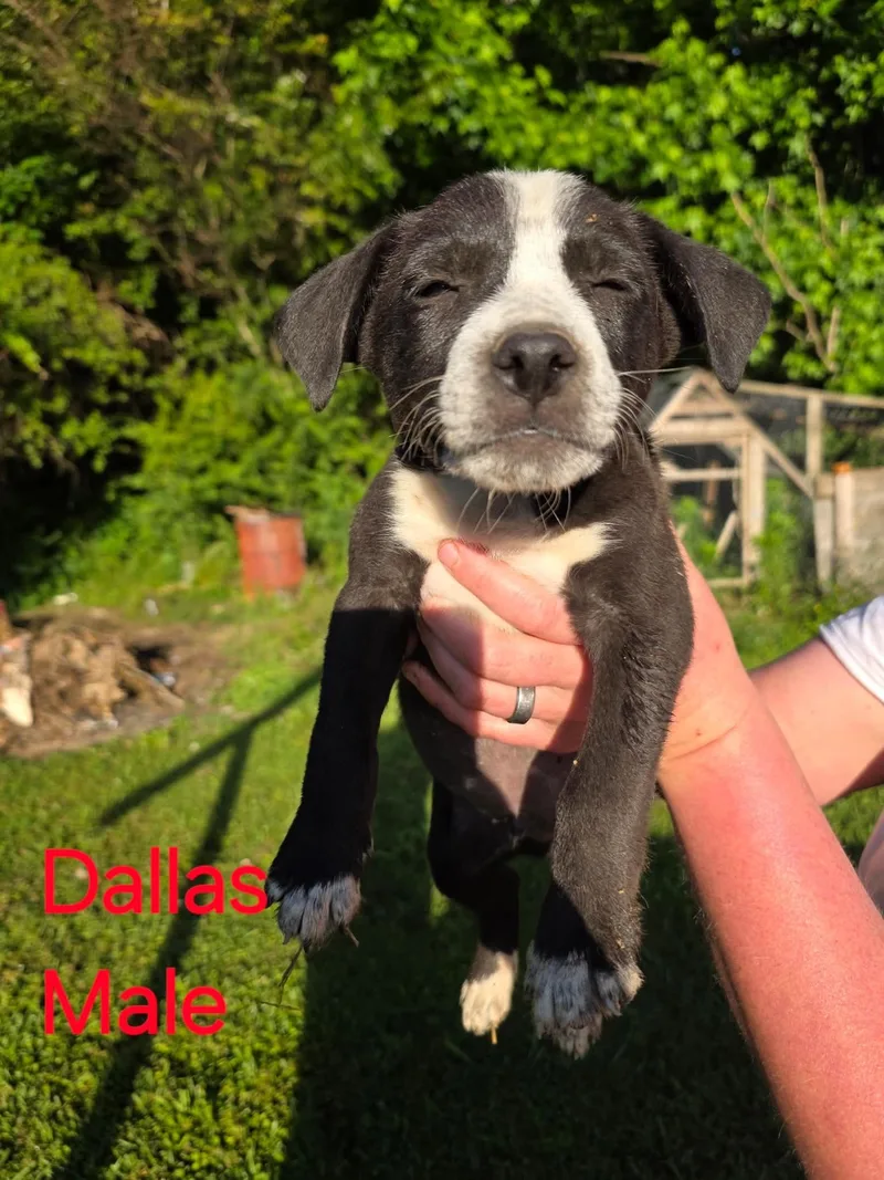A baby small-sized male Australian Cattle Dog / Blue Heeler dog named Dallas for adoption in Bradenton, FL