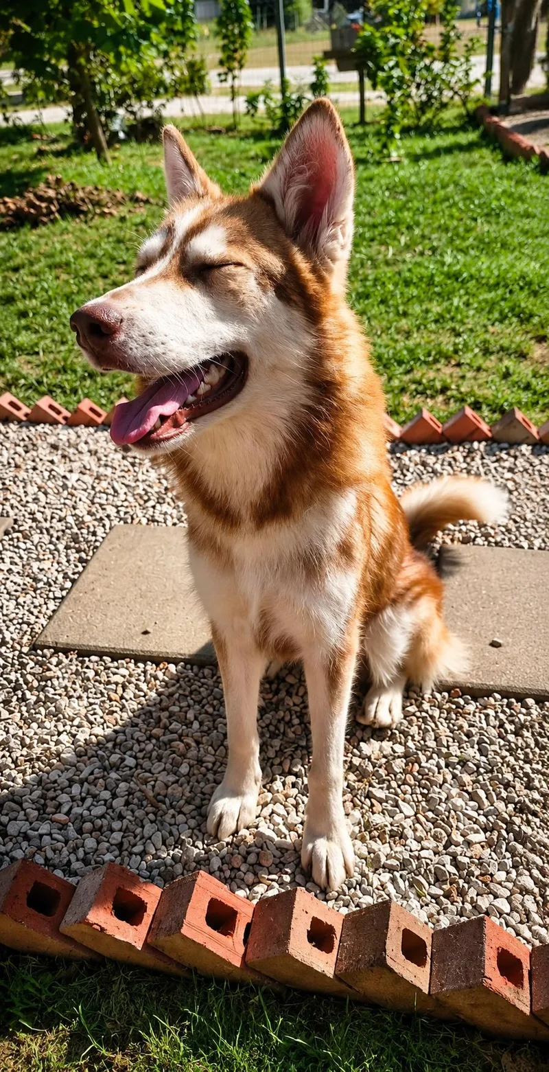 A young medium-sized female Red / Chestnut / Orange Husky dog named Phoenix for adoption in Humble, TX