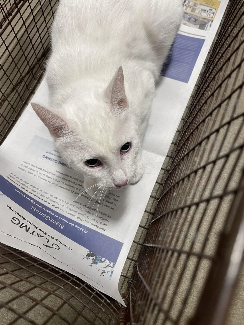 An adult medium-sized male Domestic Short Hair cat named Riff Raff for adoption in Chatsworth, CA