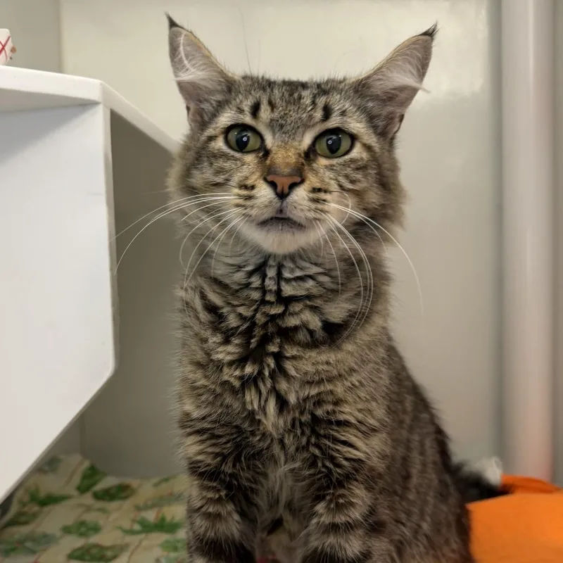 An adult medium-sized female Domestic Short Hair cat named Gabby for adoption in Los Angeles, CA