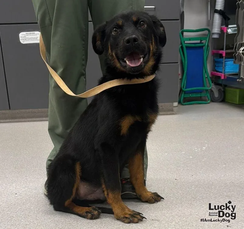 A young medium-sized male Shepherd dog named Ray for adoption in Washington, DC