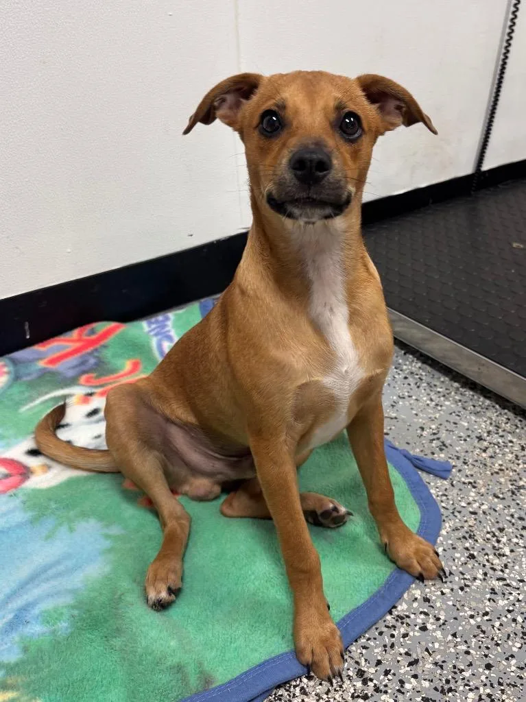 A baby medium-sized male Chihuahua dog named Koda for adoption in Seven Points, TX