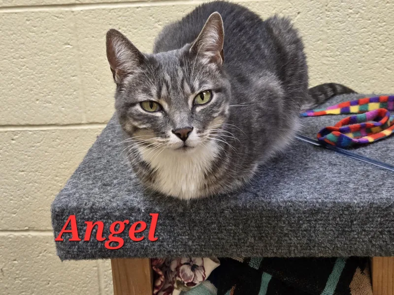 An adult medium-sized female Tabby (Gray / Blue / Silver) Domestic Short Hair cat named Angel for adoption in Sierra Vista, AZ