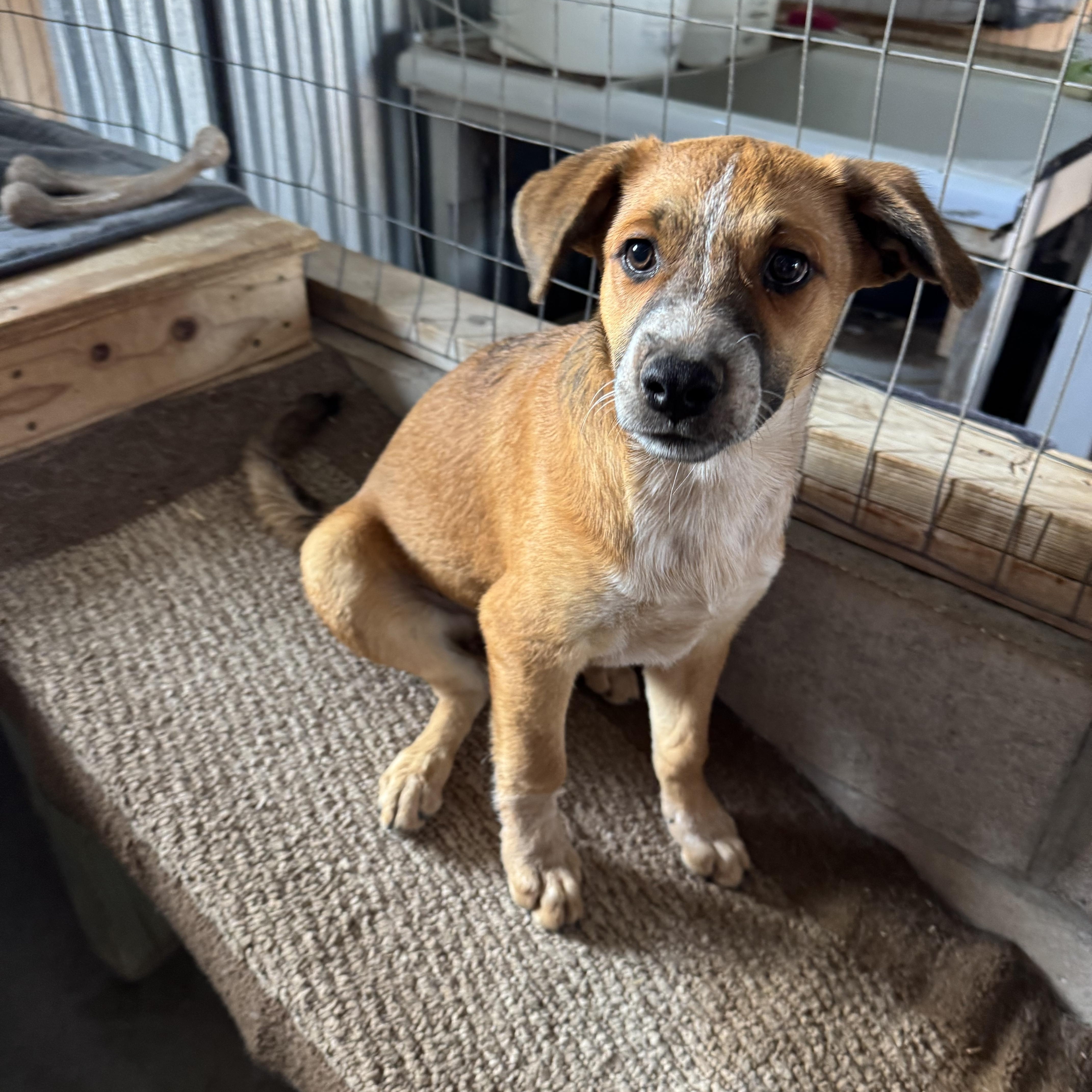 A baby medium-sized male Australian Shepherd dog named Bear for adoption in Williamsburg, NM