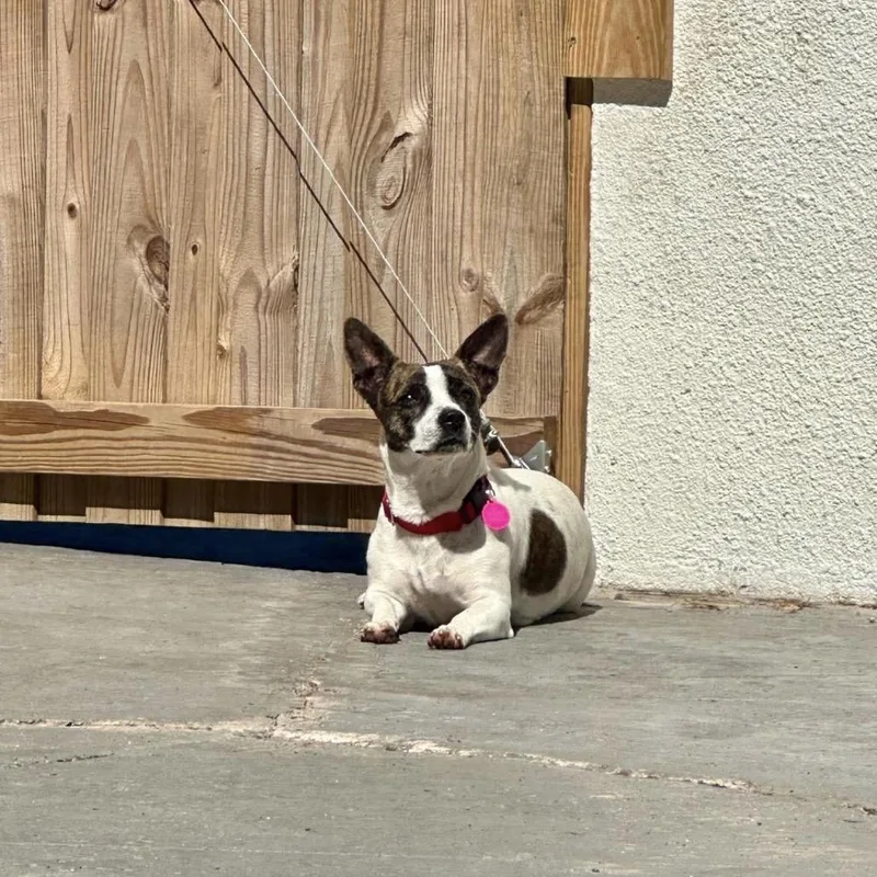 Kacey
