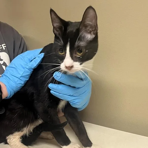 A young medium-sized male Domestic Short Hair cat named Cork Rockingham for adoption in Troutdale, OR