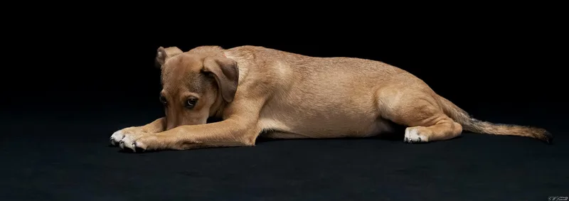 A baby medium-sized male Hound dog named Mowgli for adoption in BONIFAY, FL