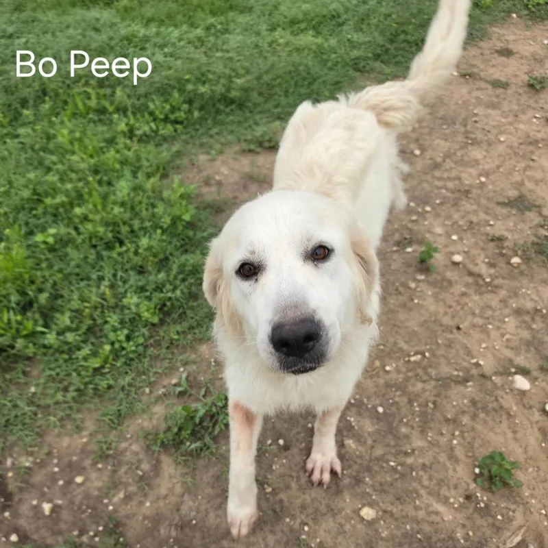 Little Bo Peep Jum thumbnail 3