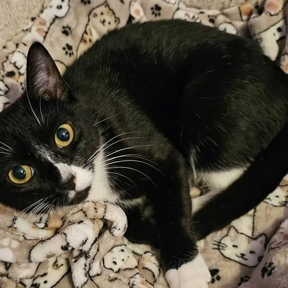 An adult medium-sized female Tuxedo cat named Belgium for adoption in AUBURNDALE, FL