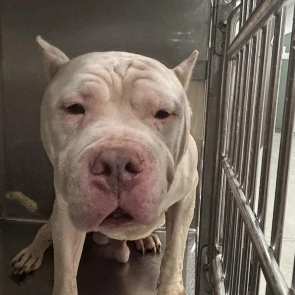 An adult large-sized male Terrier dog named Doughboy for adoption in Des Moines, IA