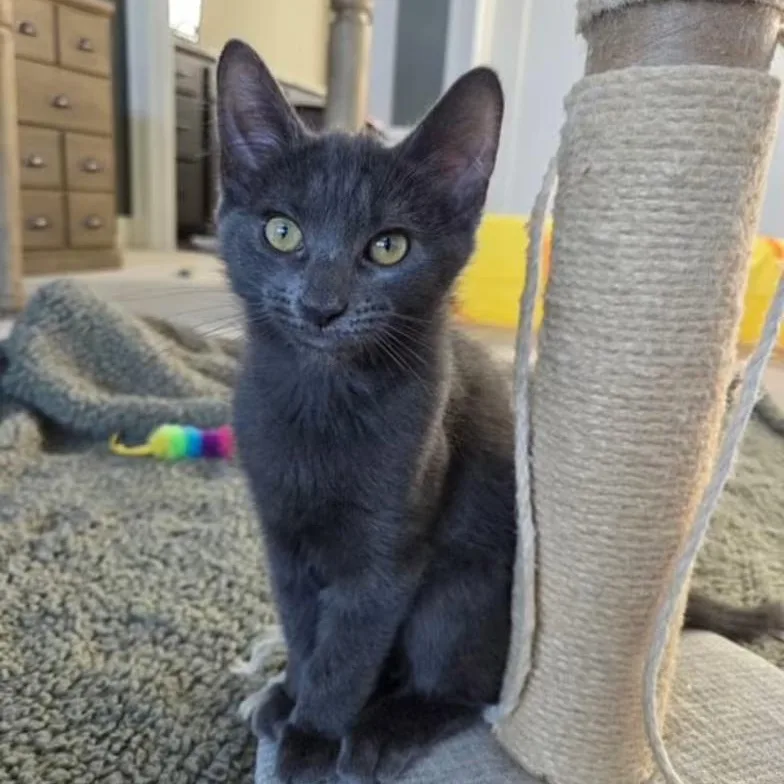 A young medium-sized male Gray / Blue / Silver Domestic Short Hair cat named Miller for adoption in Findlay, OH