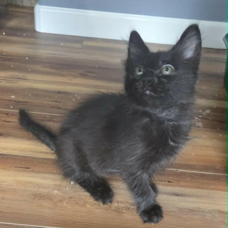 A baby medium-sized male Black Domestic Medium Hair cat named Herbert for adoption in Loveland, CO