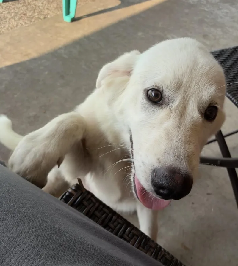 A young extra large-sized male Great Pyrenees dog named Elmo for adoption in Colleyville, TX