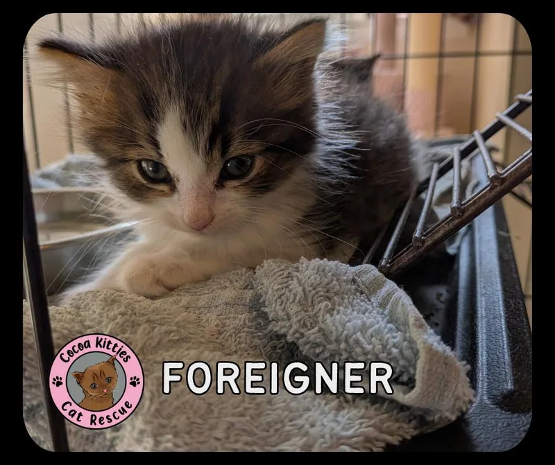 A baby small-sized male Domestic Long Hair cat named Foreigner for adoption in Hershey, PA