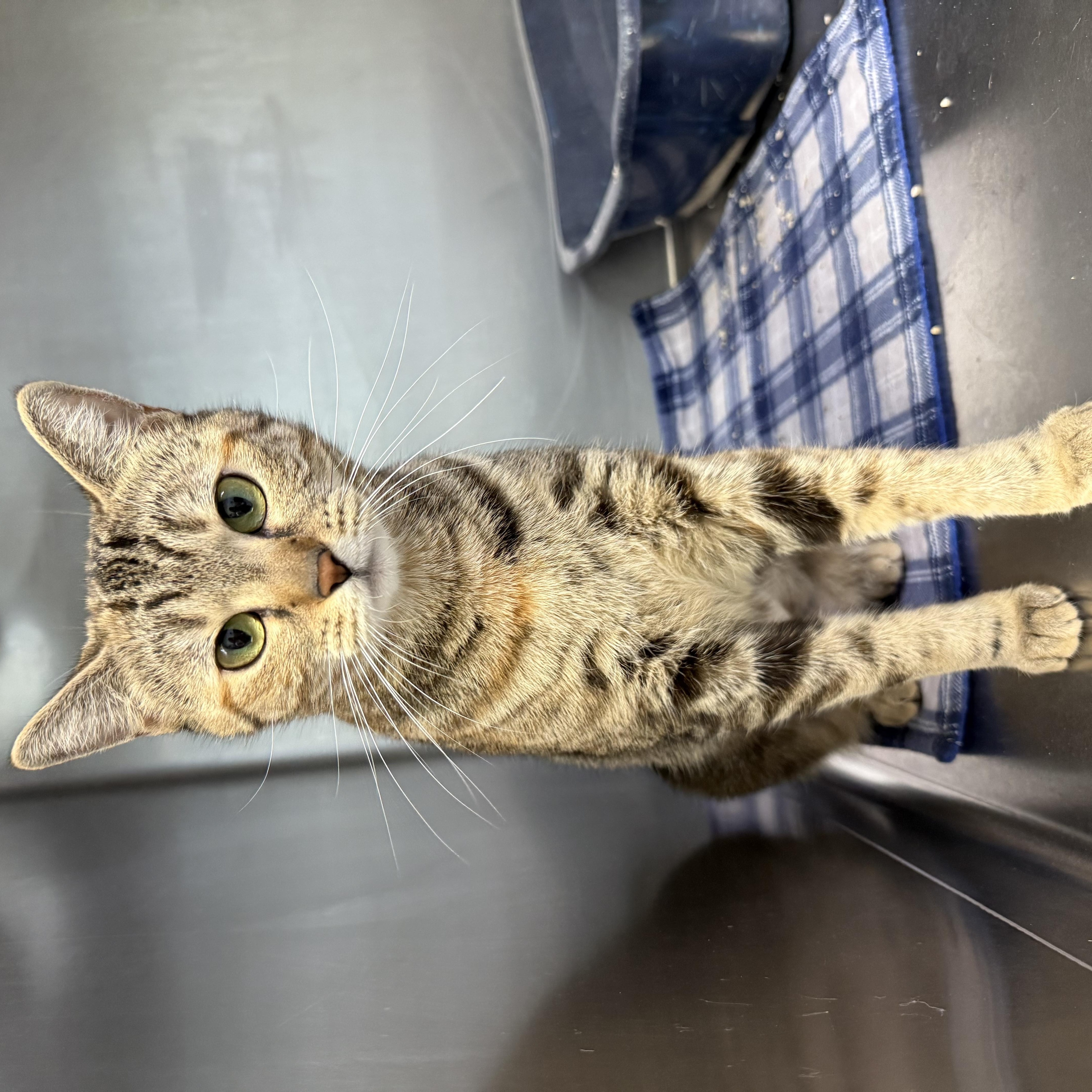An adult small-sized female Brown / Chocolate Domestic Short Hair cat named Tootsie for adoption in Casa Grande, AZ