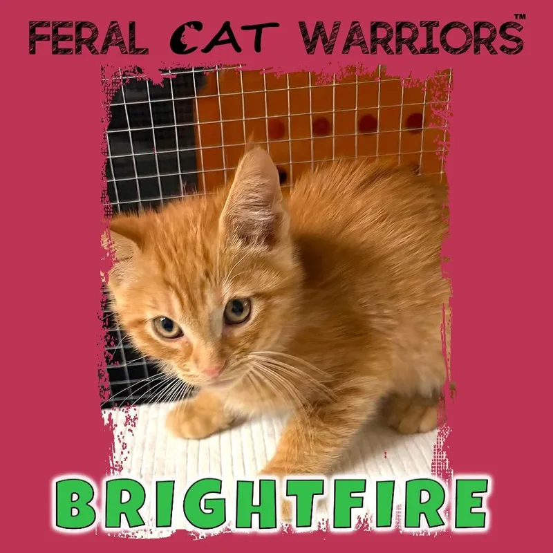 A baby small-sized male Orange / Red Domestic Short Hair cat named Brightfire for adoption in Kingman, AZ