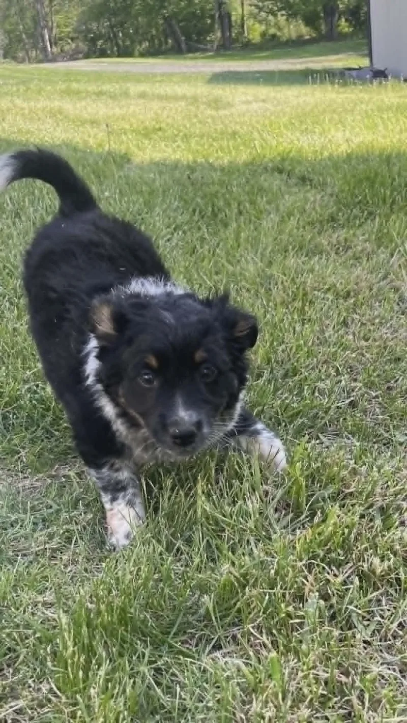 A baby small-sized female Smooth Collie dog named Binkie for adoption in Havertown, PA