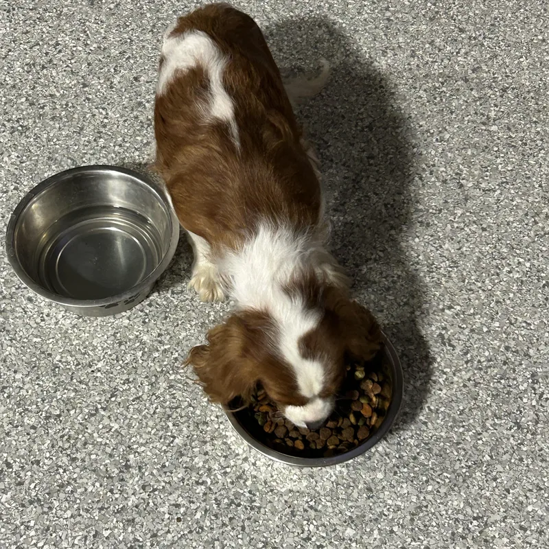 An adult small-sized female Cavalier King Charles Spaniel dog named Chill Camill for adoption in Antwerp, OH