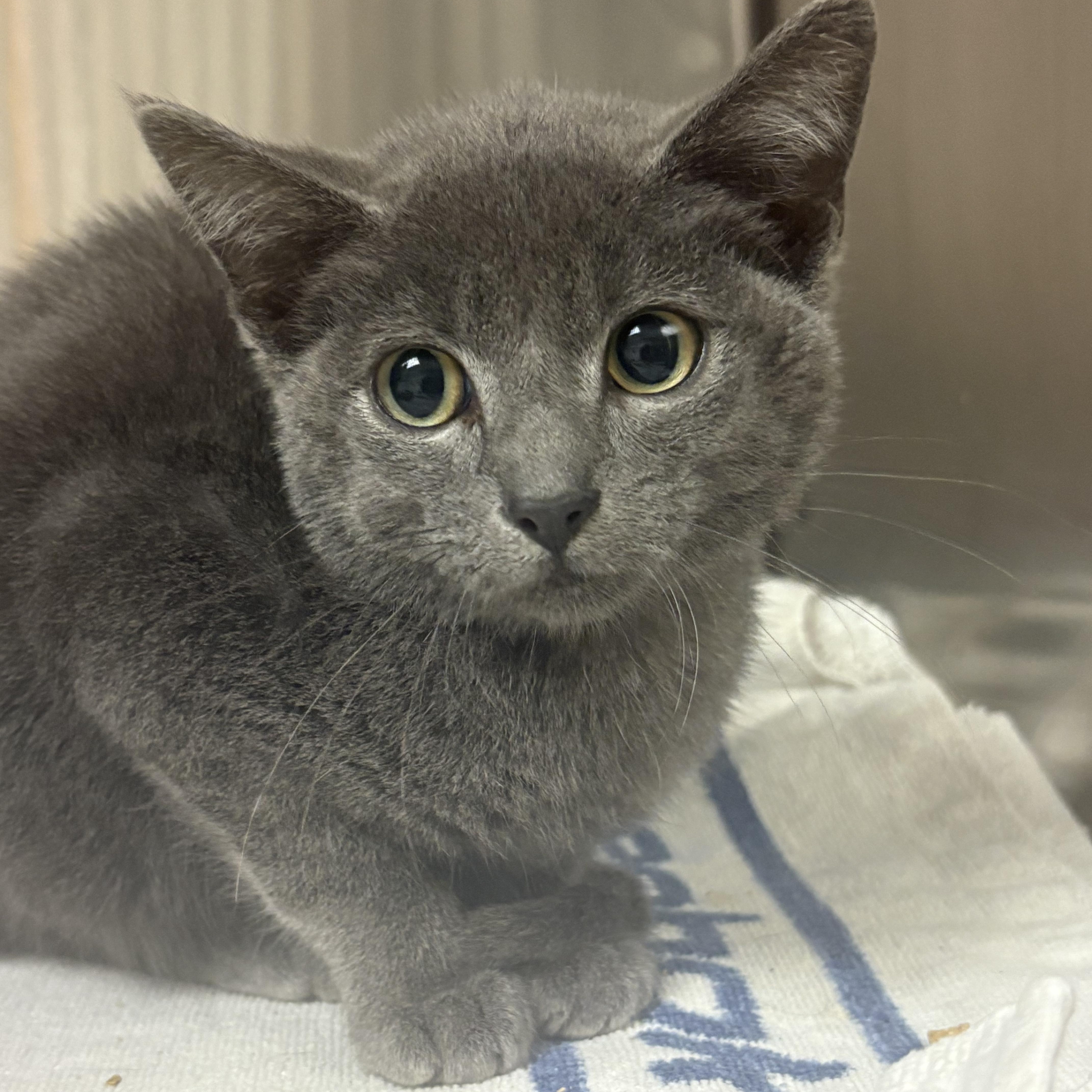 A young medium-sized male Domestic Short Hair cat named Smokey for adoption in Blue Springs, MO